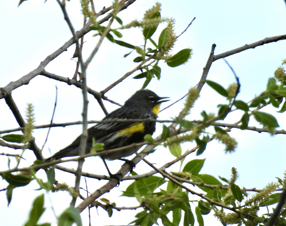 Yellow-rumped Warbler (Audubon's) - ML619056162