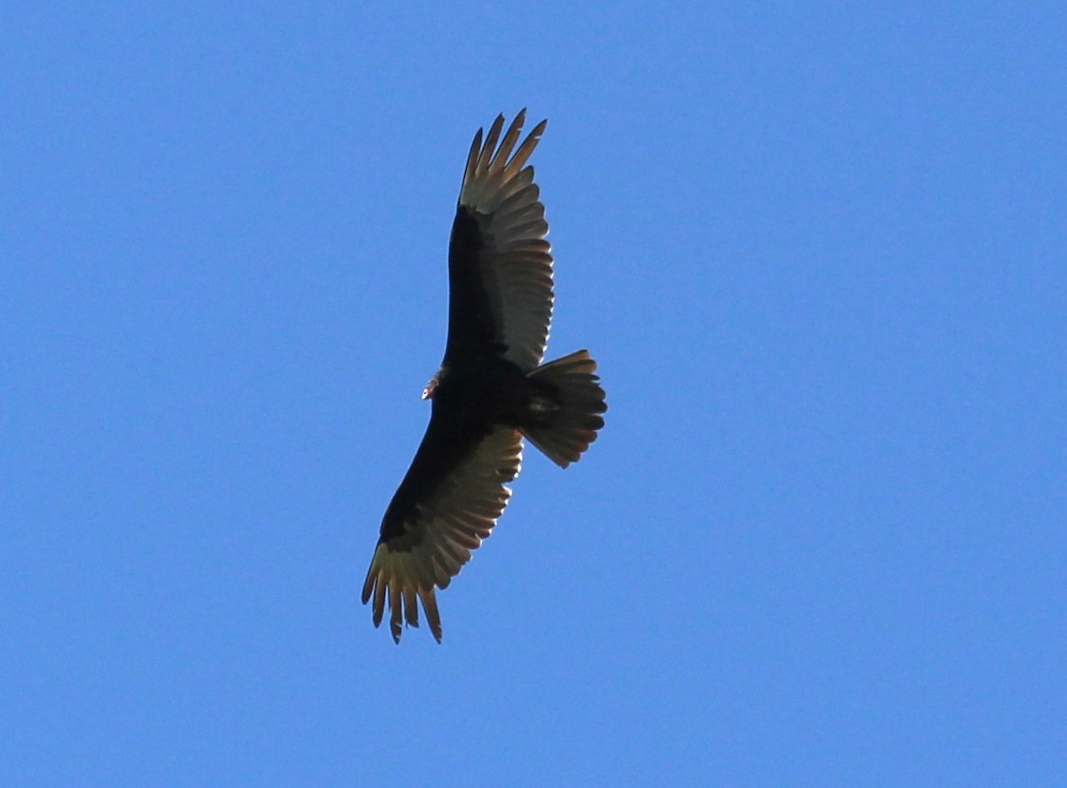 Turkey Vulture - ML619056182