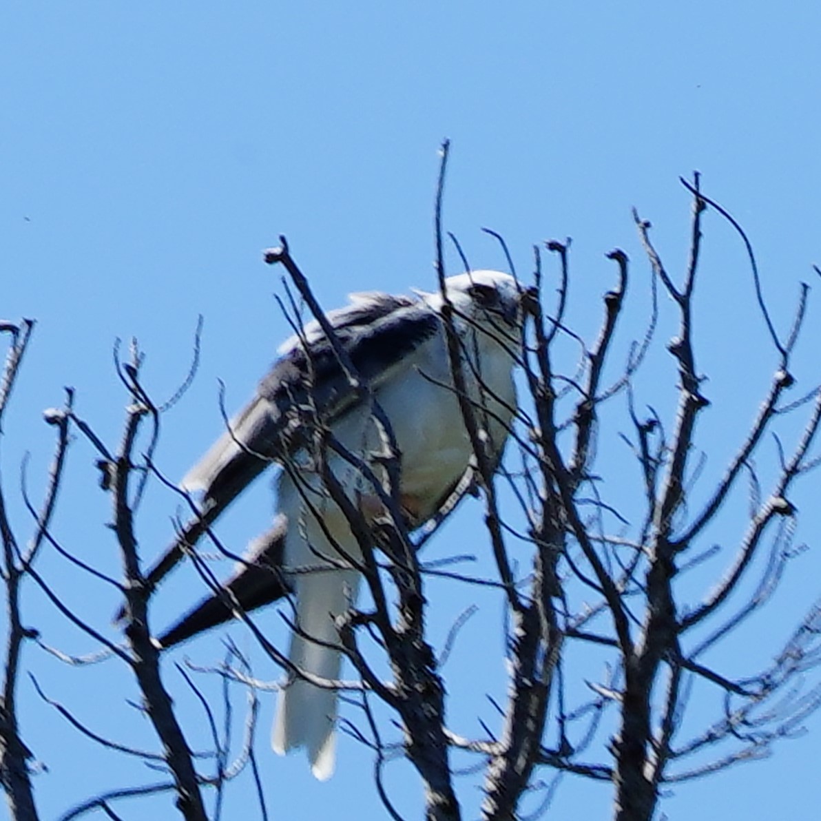 White-tailed Kite - ML619056220