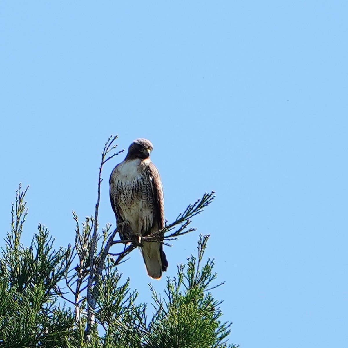 Red-tailed Hawk - ML619056282