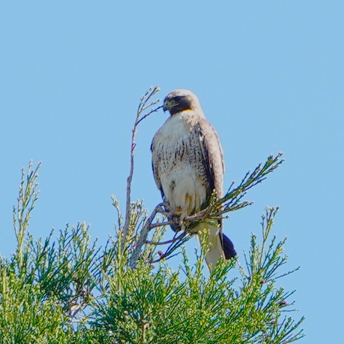 Red-tailed Hawk - ML619056283