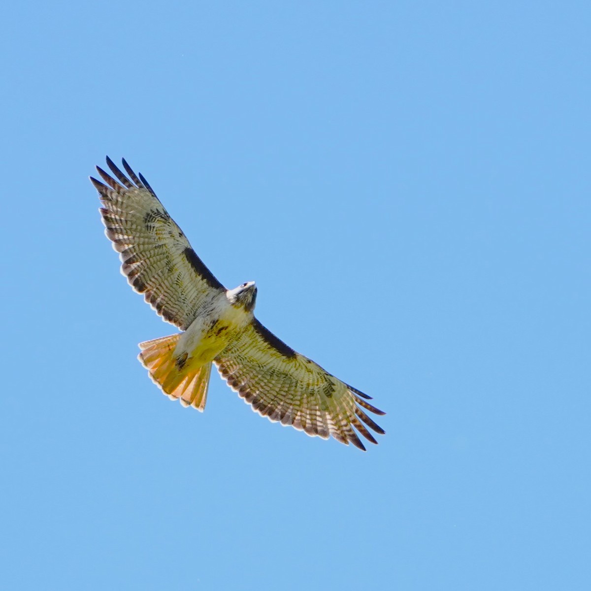 Red-tailed Hawk - ML619056286