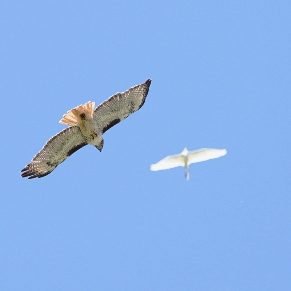 Red-tailed Hawk - ML619056288
