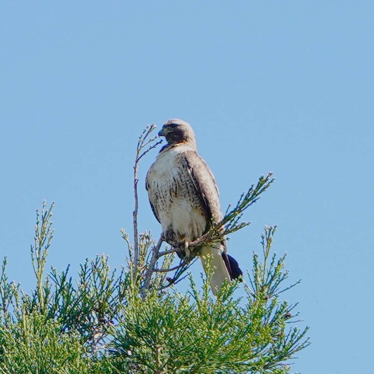 Red-tailed Hawk - ML619056289