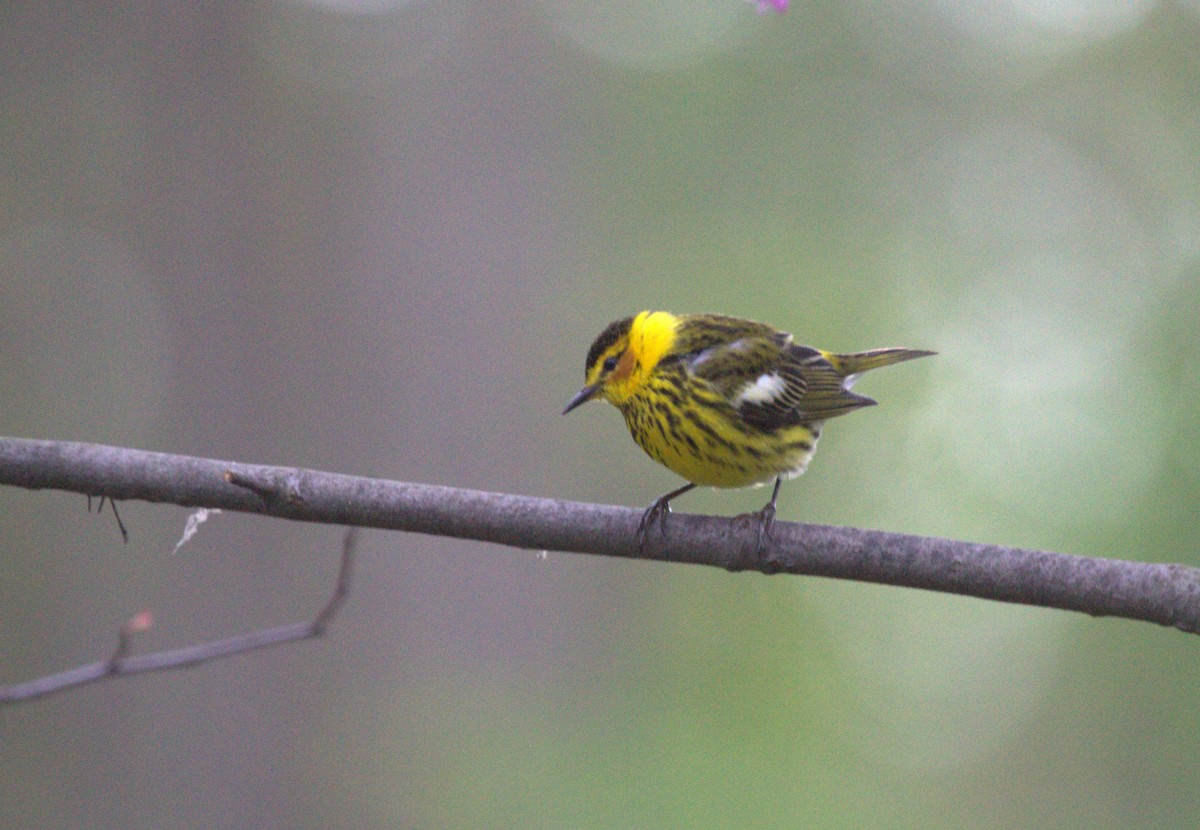 Cape May Warbler - ML619056290