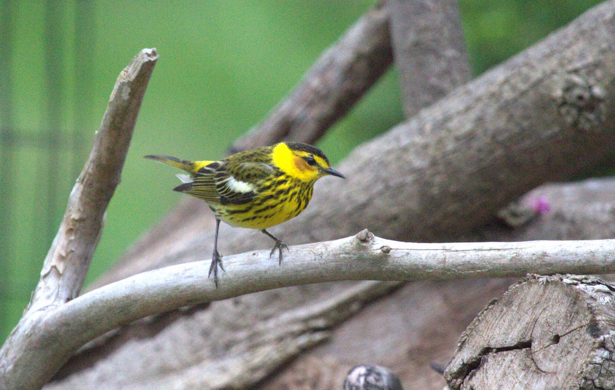 Cape May Warbler - ML619056291