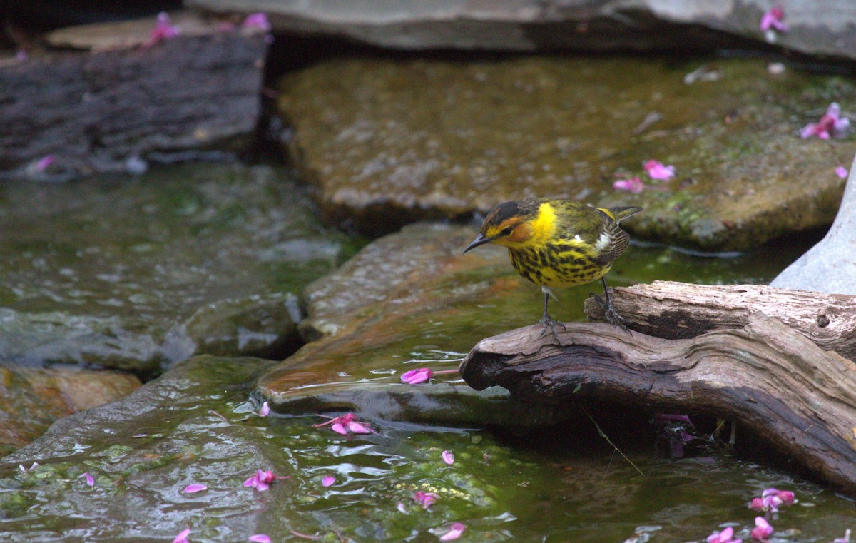 Cape May Warbler - ML619056293