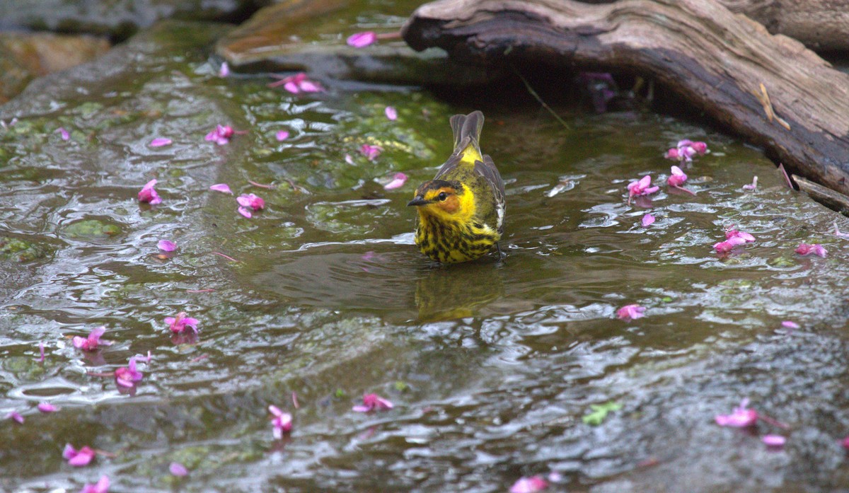 Cape May Warbler - ML619056294