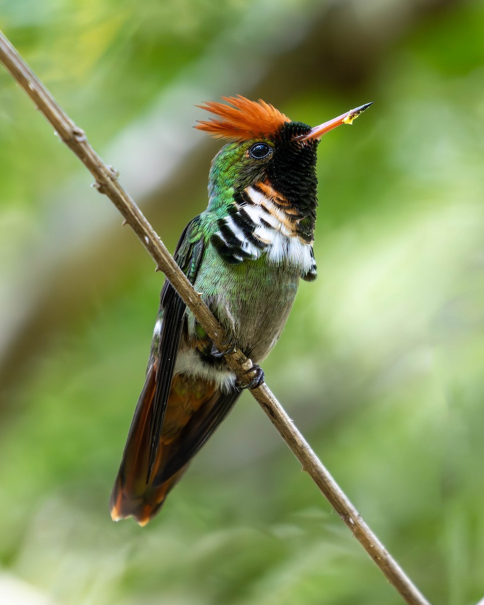Frilled Coquette - ML619056298
