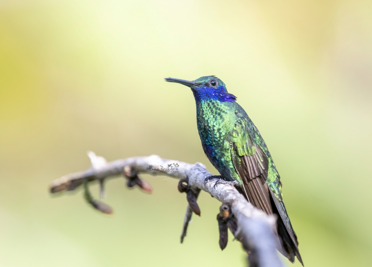 kolibřík modrolící - ML619056318