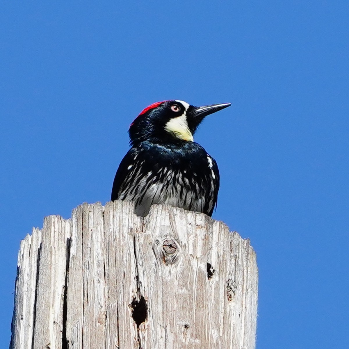 Acorn Woodpecker - ML619056330