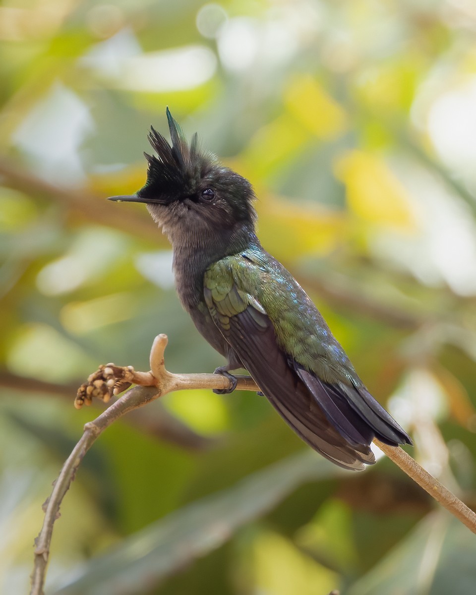 Antillean Crested Hummingbird - ML619056334