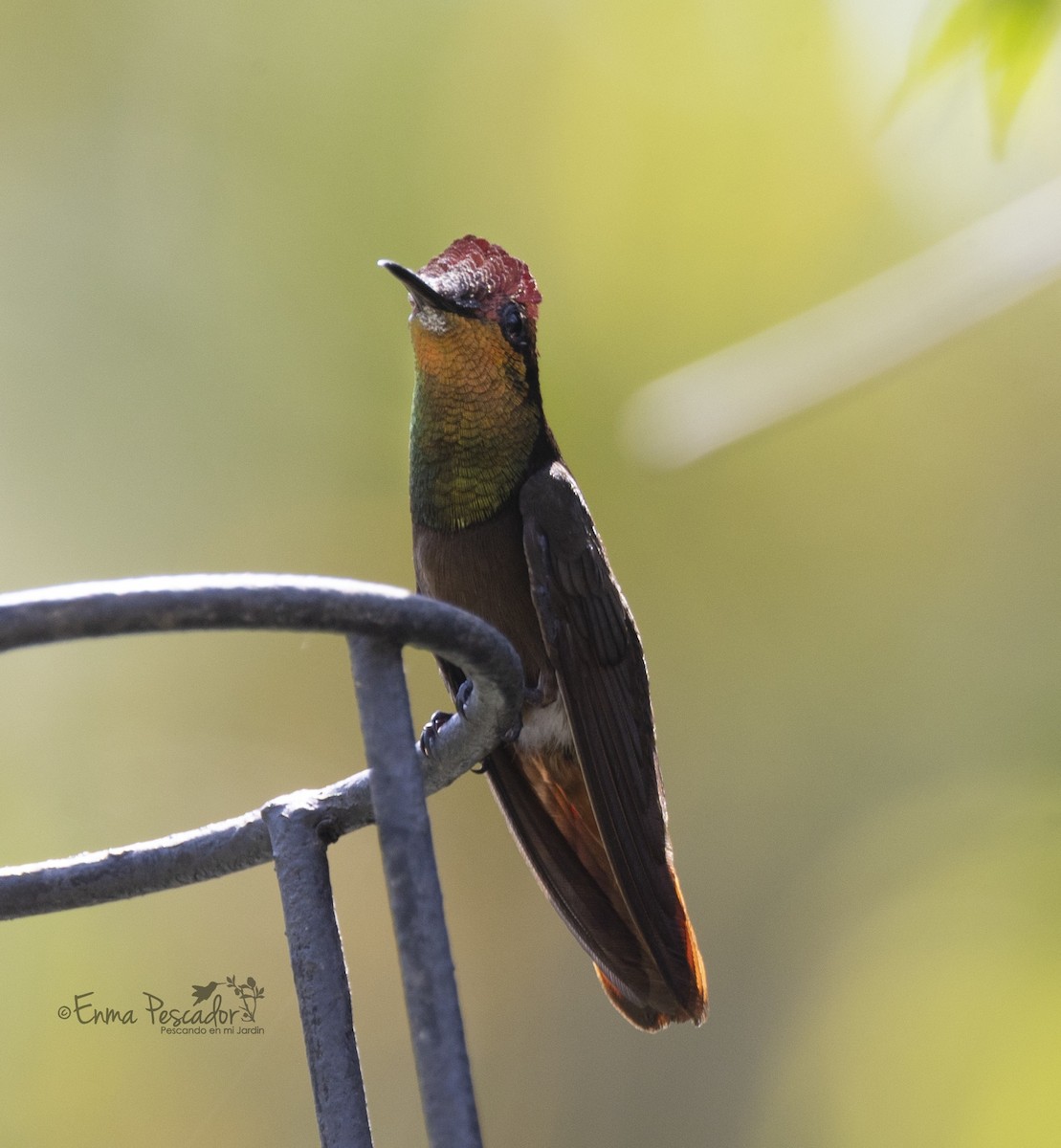 kolibřík červenohlavý - ML619056339