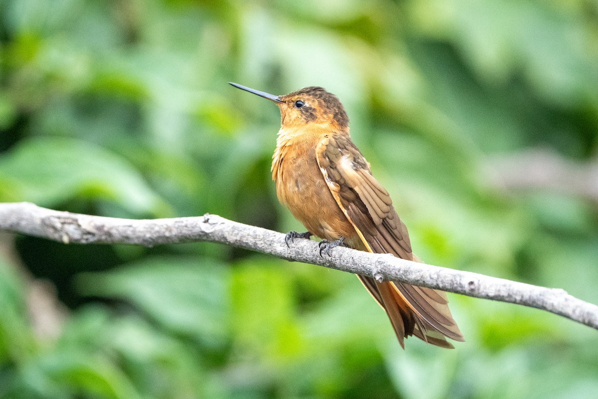 kolibřík duhovohřbetý - ML619056375