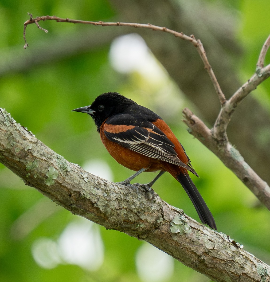 Orchard Oriole - ML619056396