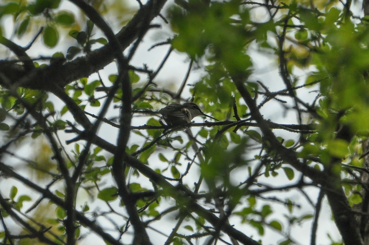 Yakut Boğazlı Kolibri - ML619056413