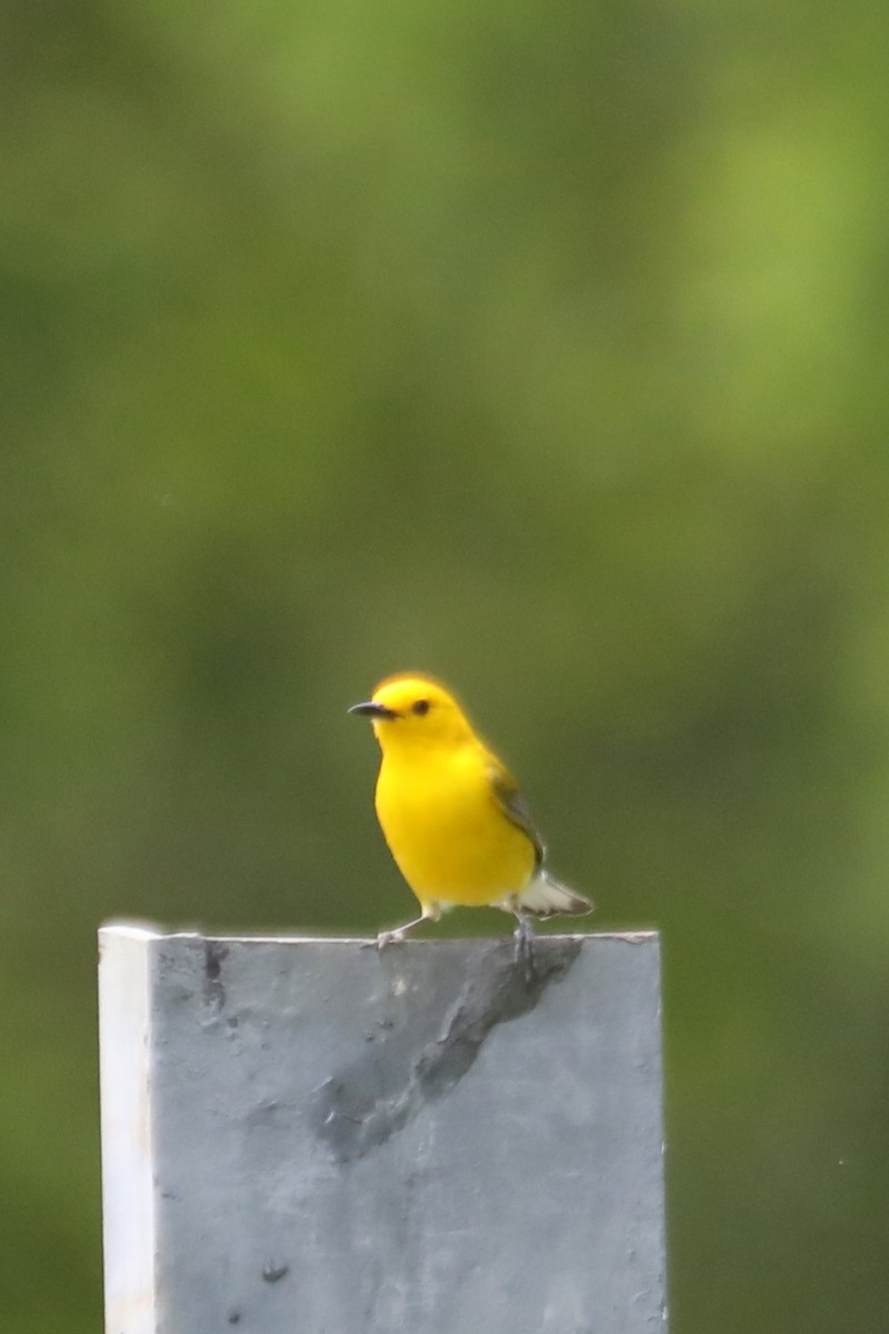 Prothonotary Warbler - ML619056420