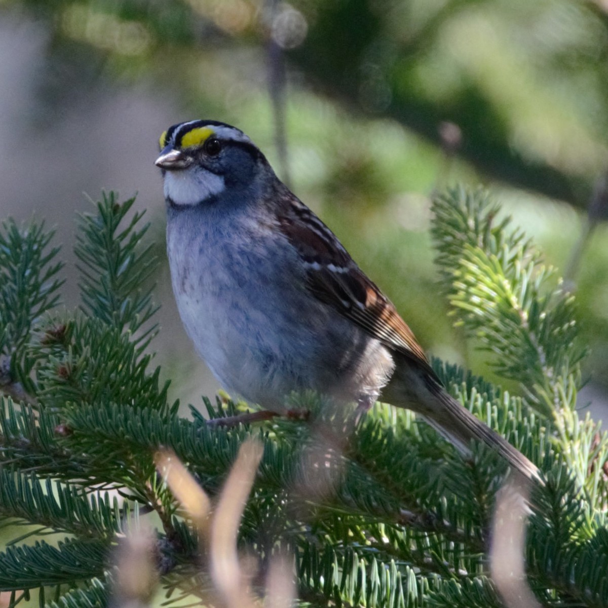 White-throated Sparrow - ML619056447