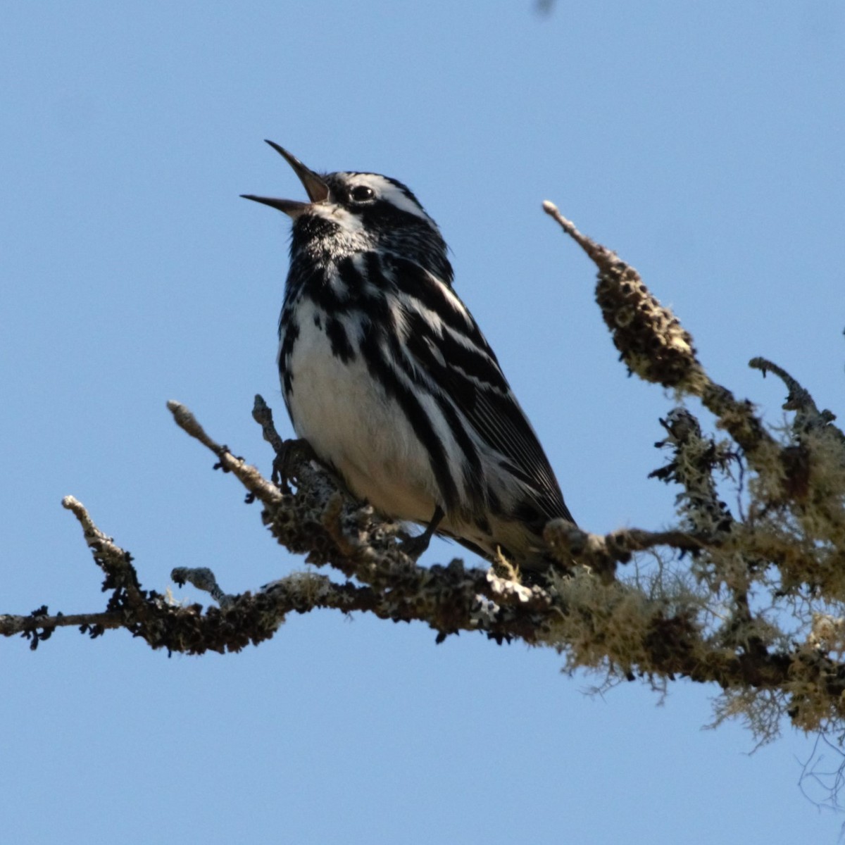 Black-and-white Warbler - ML619056454