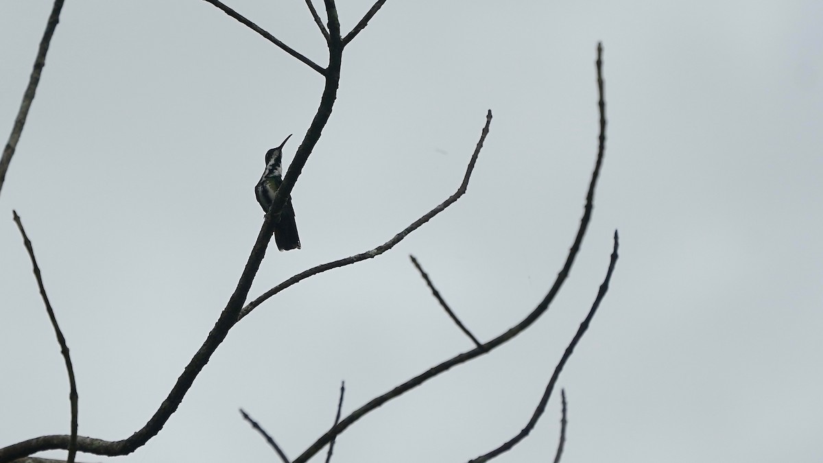kolibřík tropický - ML619056492
