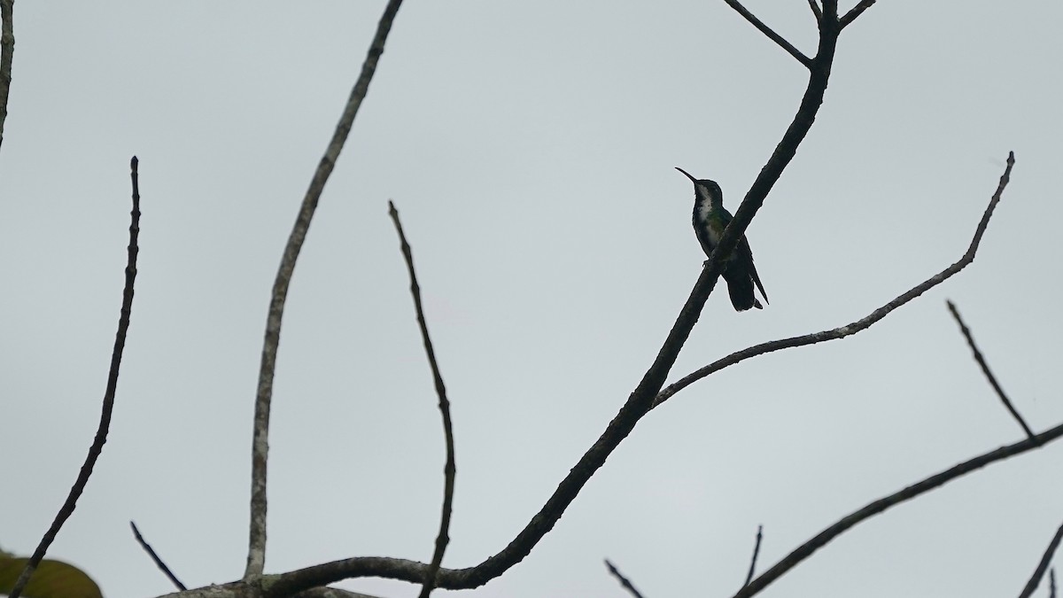 kolibřík tropický - ML619056504
