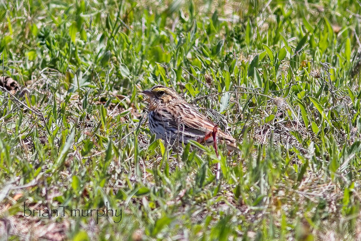 Savannah Sparrow - ML619056553