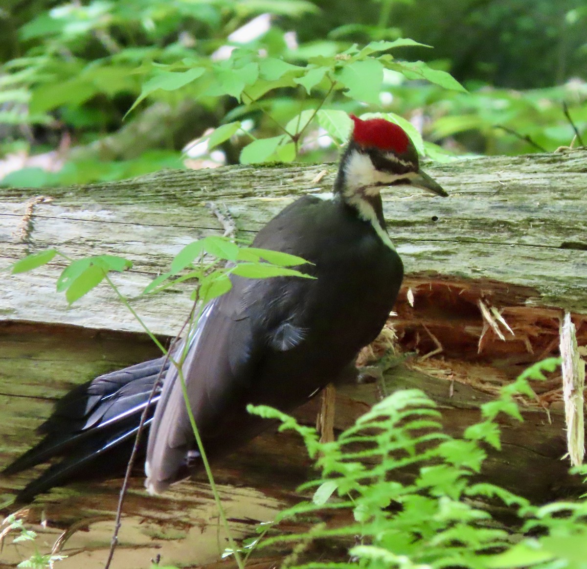 Pileated Woodpecker - ML619056558