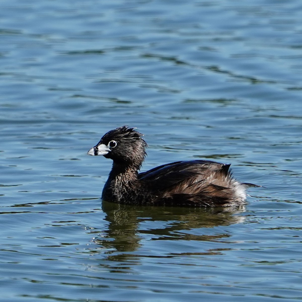 Pied-billed Grebe - mang mike