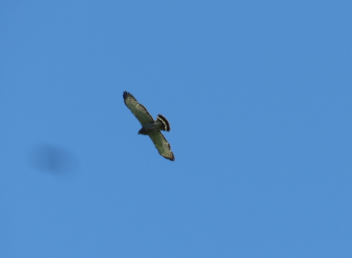 Broad-winged Hawk - ML619056613