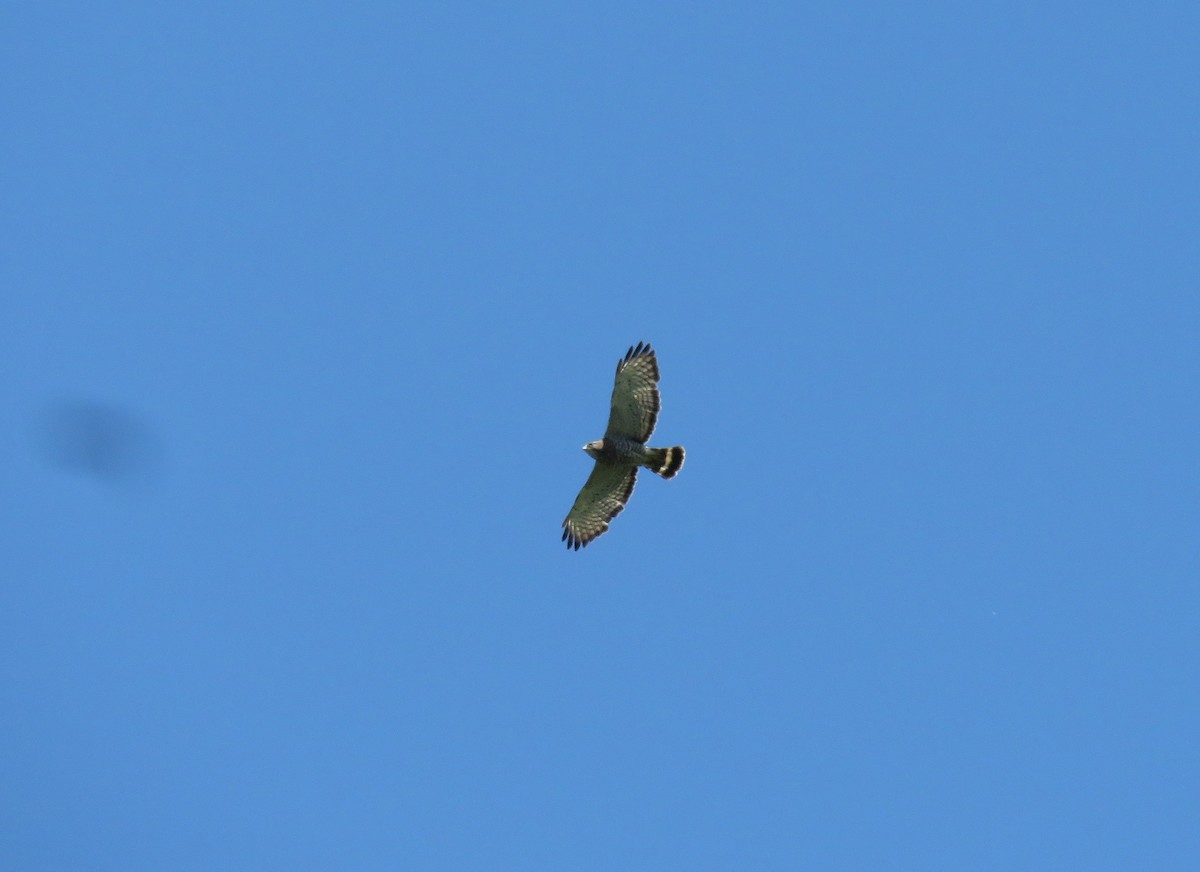 Broad-winged Hawk - d w