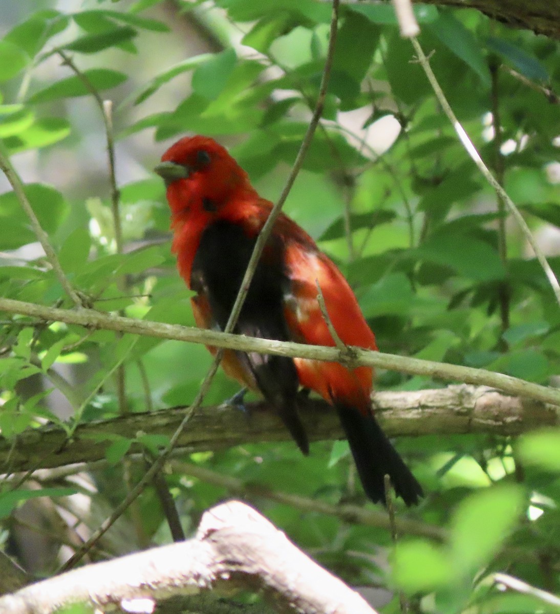 Scarlet Tanager - ML619056618