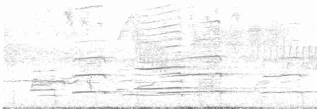 orel bělohlavý - ML619056701
