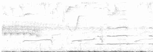 orel bělohlavý - ML619056703