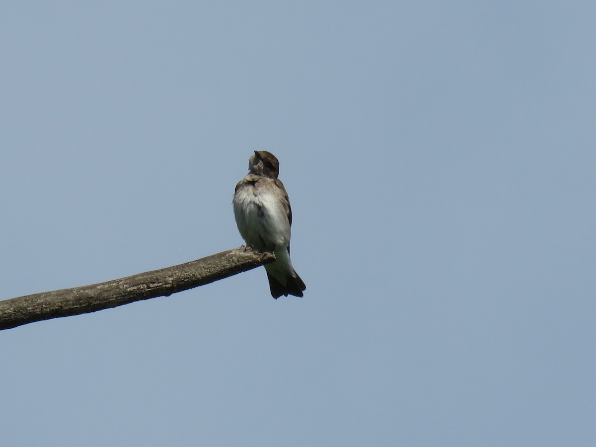 Northern Rough-winged Swallow - ML619056726