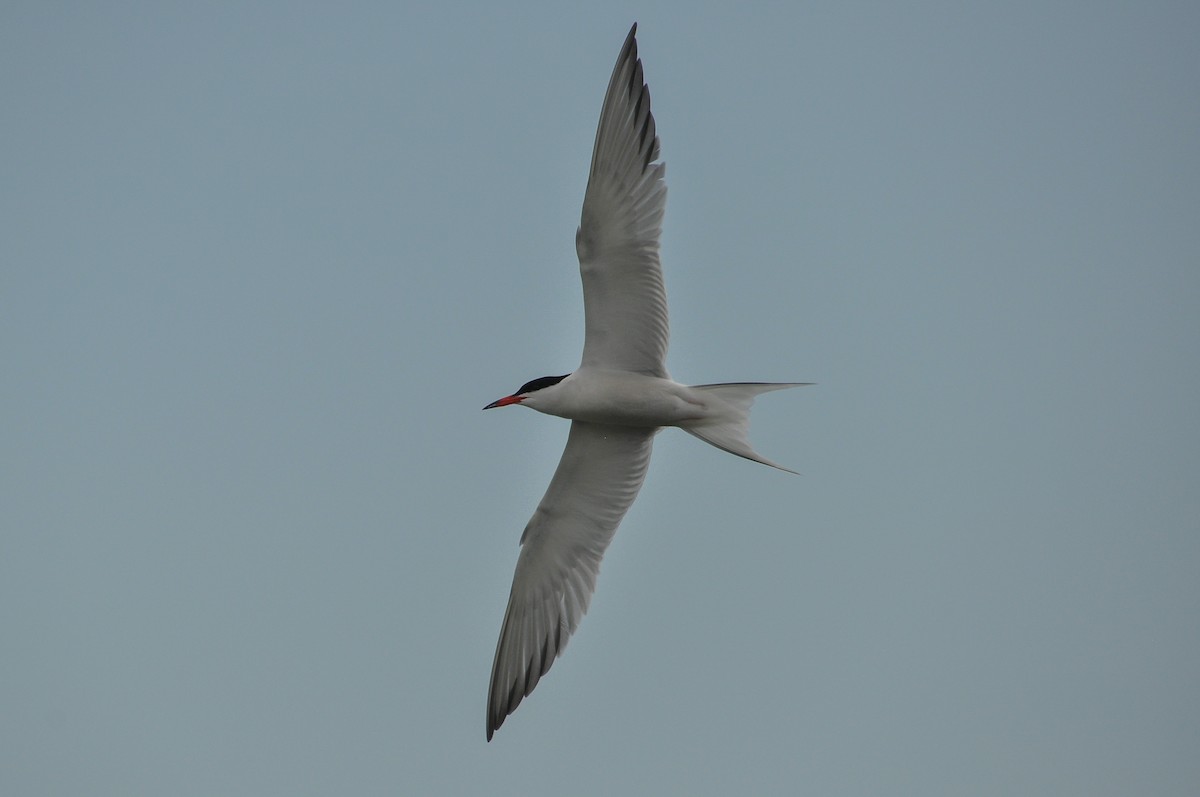 Common Tern - Sam Collins