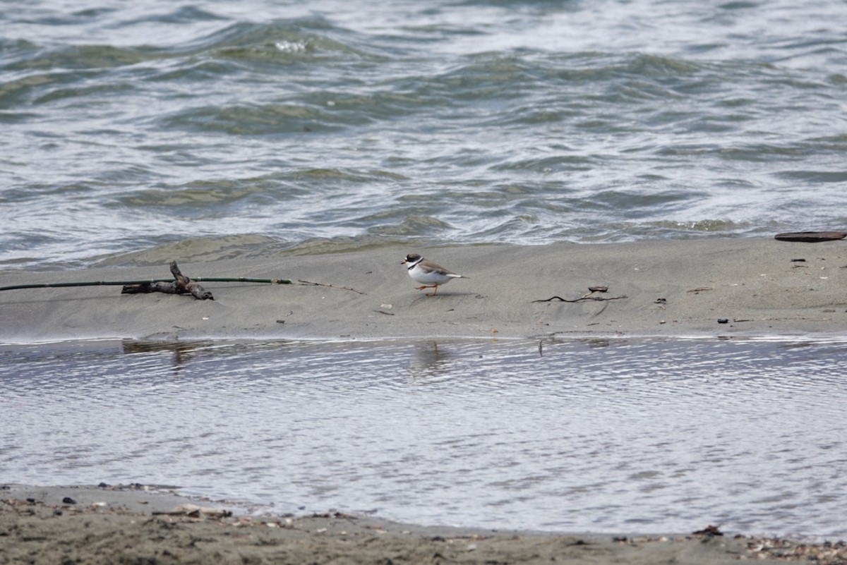 Semipalmated Plover - ML619056736