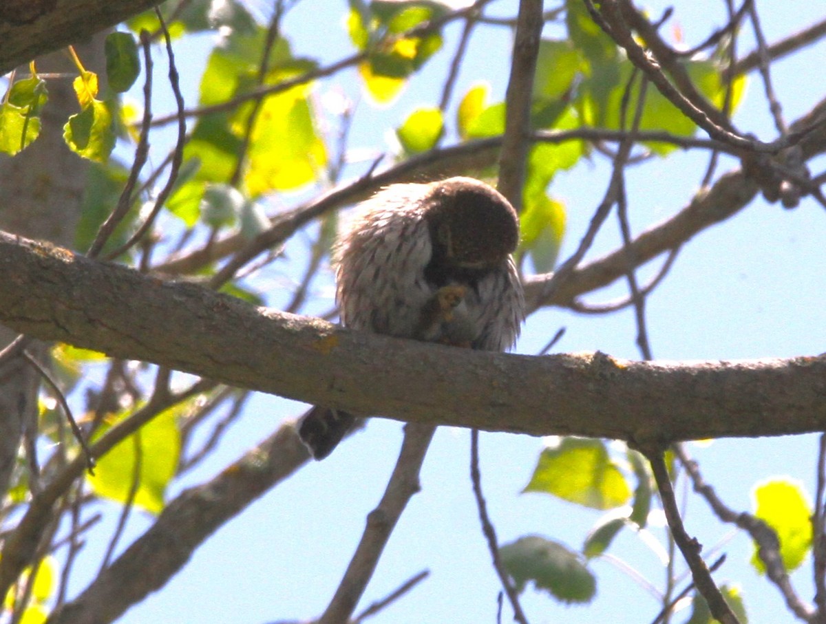 Northern Pygmy-Owl - ML619056744