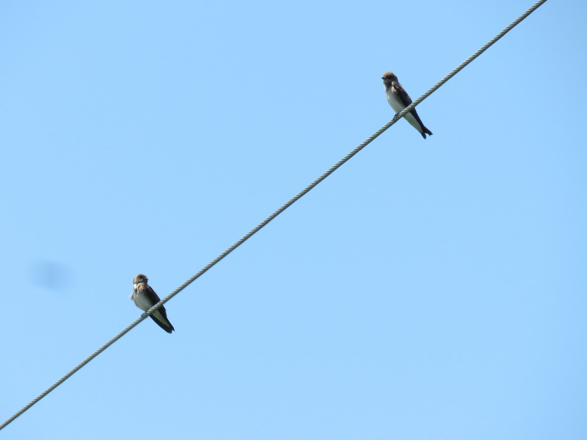 Northern Rough-winged Swallow - ML619056746
