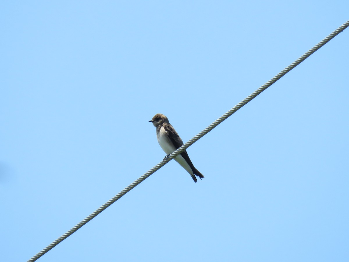 Northern Rough-winged Swallow - ML619056747