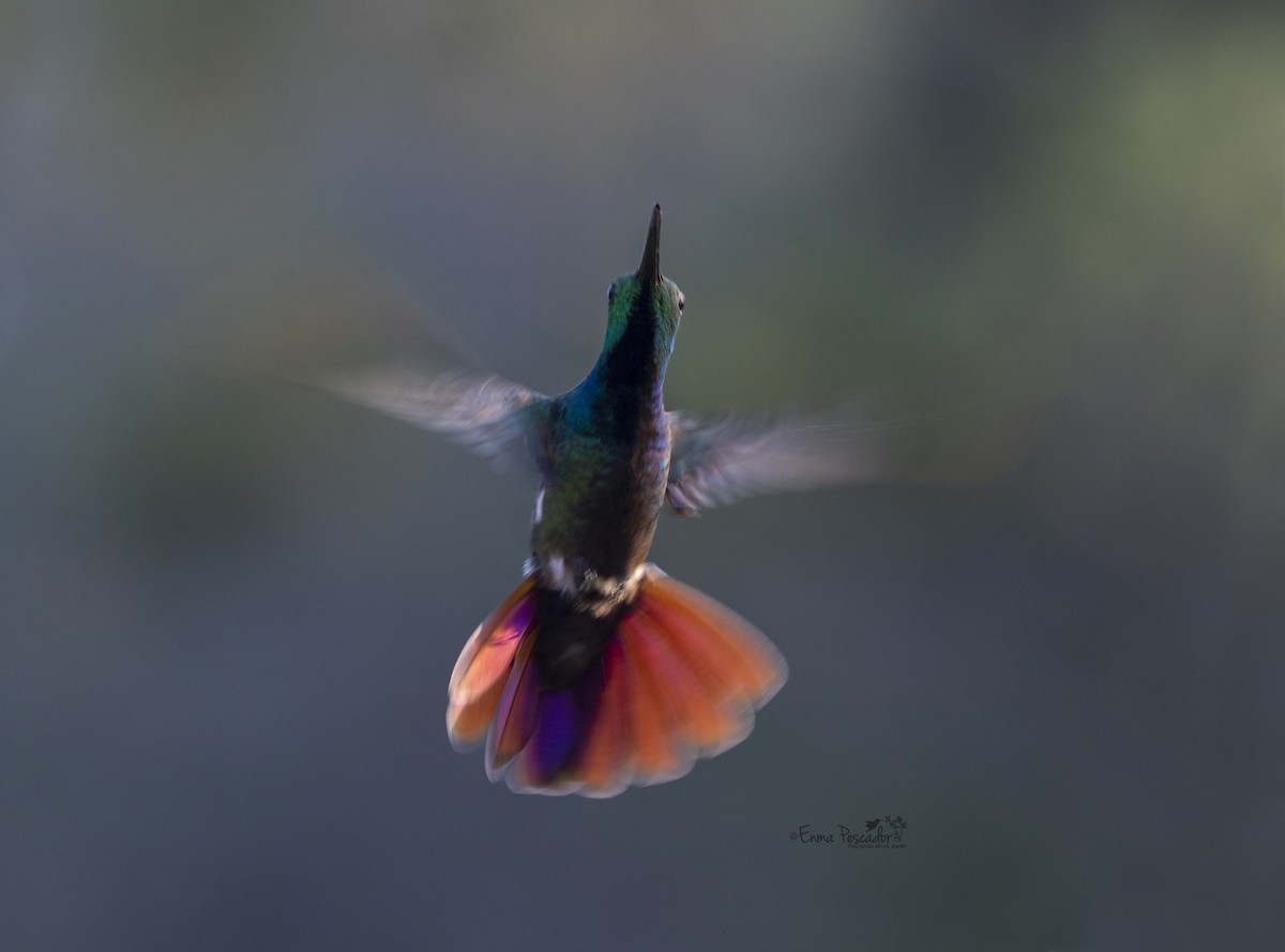kolibřík lesklý - ML619056749