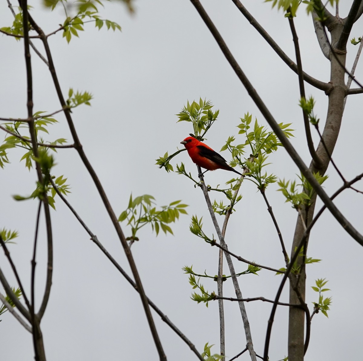 Scarlet Tanager - Andrew Bailey