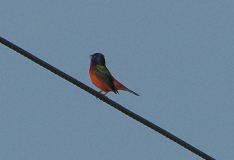 Painted Bunting - ML619056787