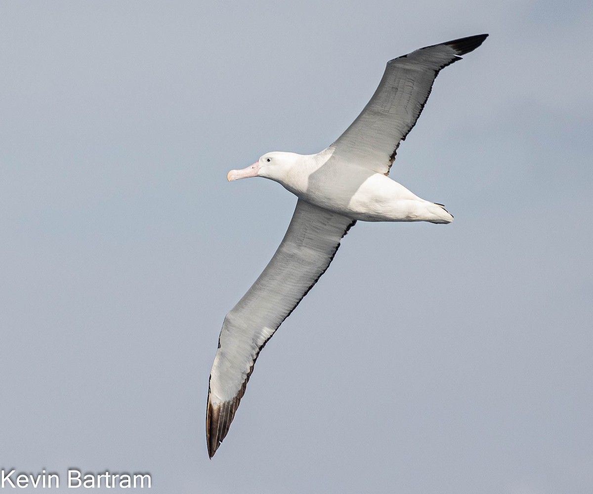 Snowy Albatross - ML619056795