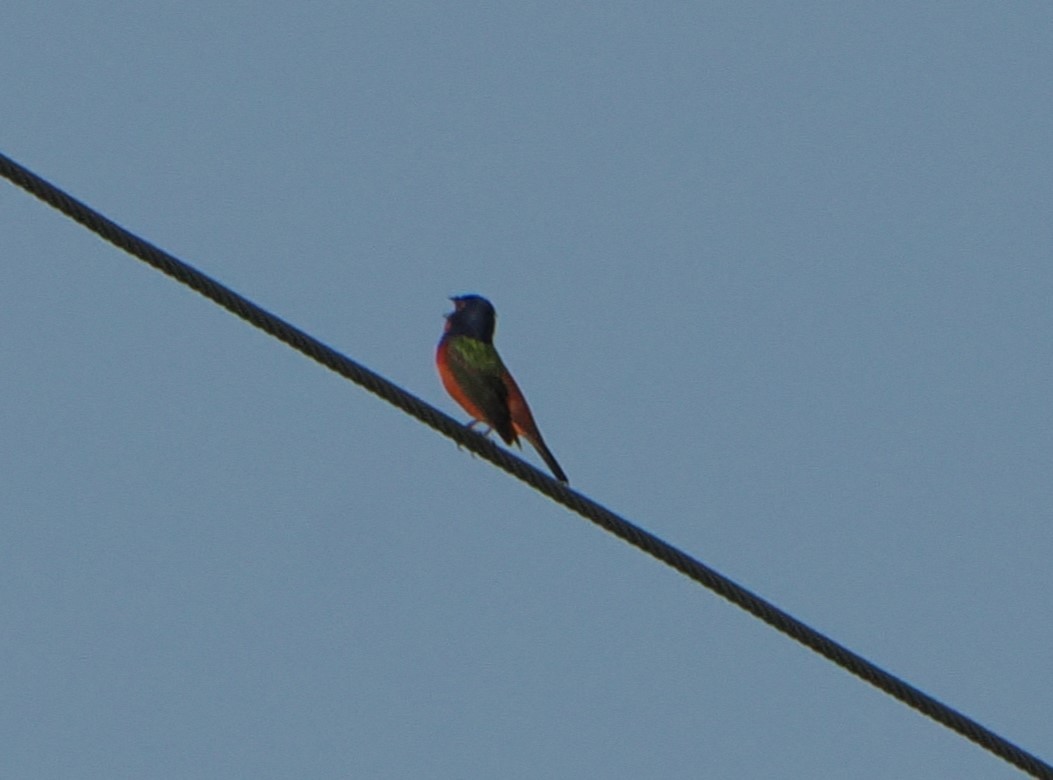 Painted Bunting - ML619056798