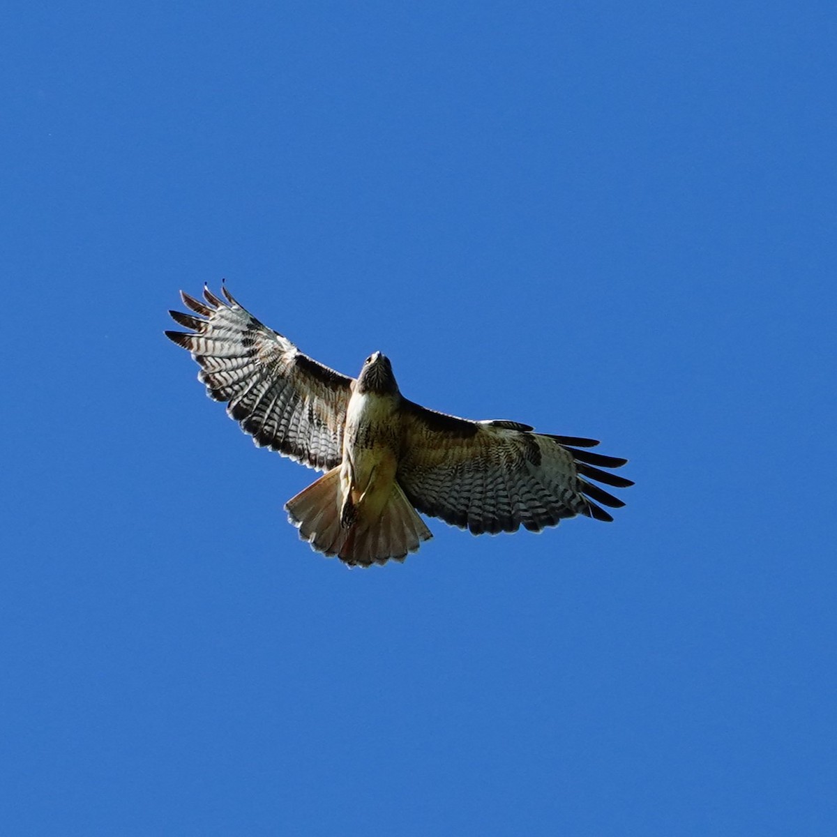 Red-tailed Hawk - ML619056855