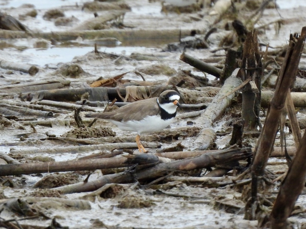 Semipalmated Plover - ML619056888