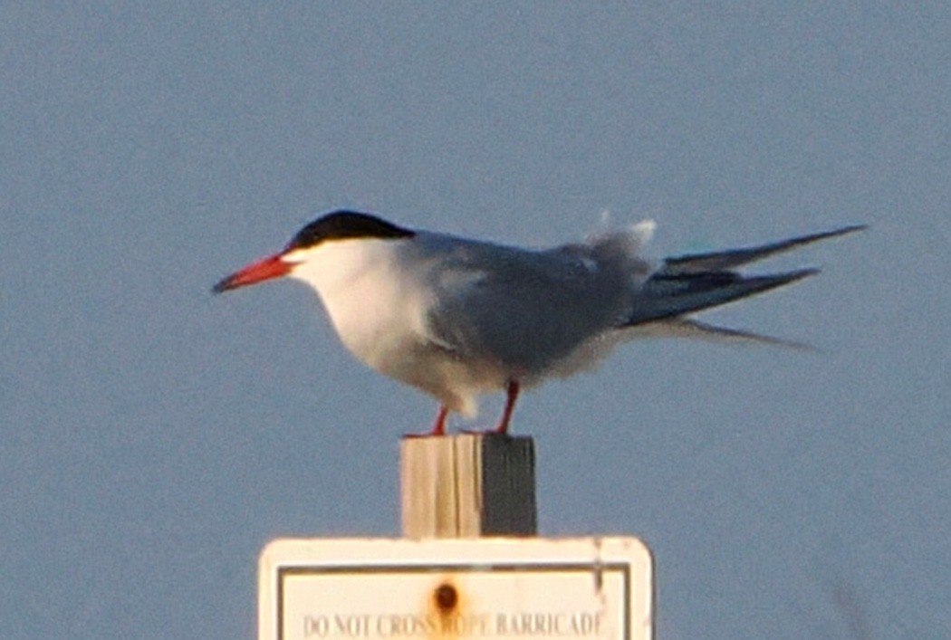 Common Tern - ML619056898