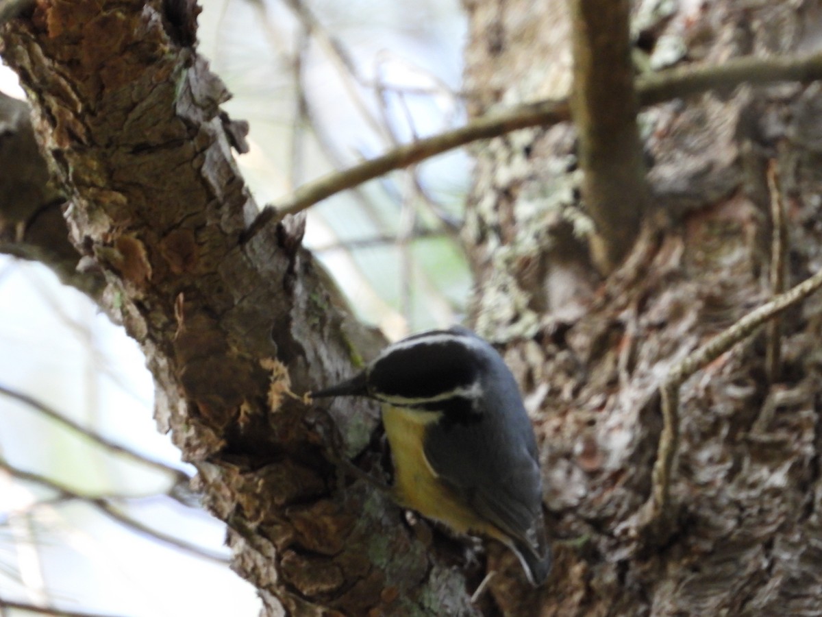 Red-breasted Nuthatch - ML619056963