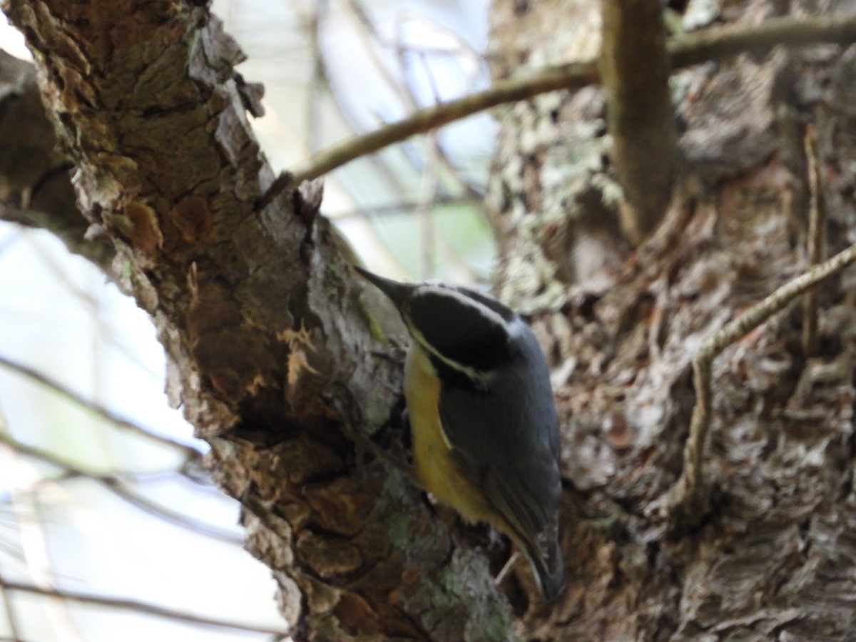 Red-breasted Nuthatch - ML619056964