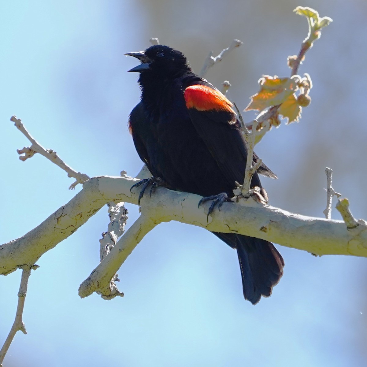 Red-winged Blackbird - ML619056989